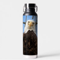 Funny Bald Eagle Visage Faune Photographie