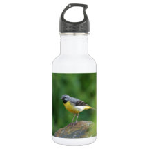 Gray Wagtail - oiseau