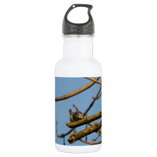 Bouteille D'eau Mésange bleue