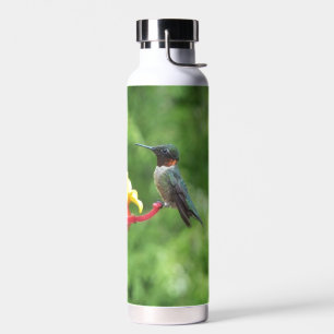 Bouteille D'eau Photographie d'oiseau de colibri à gorge rubis