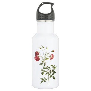 Bouteille D'eau rose de thé (Rosa indica sertulata) par Redouté