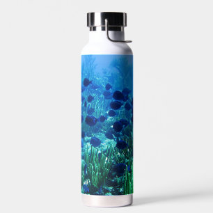 Bouteille D'eau Shoal of Blue Discus Fish Underwater Photo