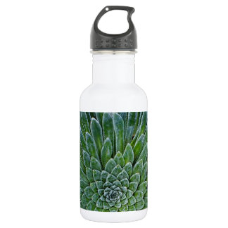 Bouteille D'eau Succulent plante du désert