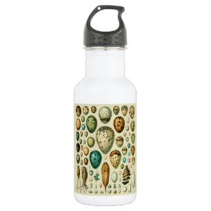 Bouteille D'eau Vintage Bird Eggs French Fish Egg