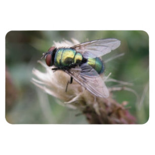 Bouteille verte - Magnet Premium Macro
