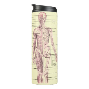 Bouteilles Isothermes Anatomie humaine Diagramme éducatif Médicale