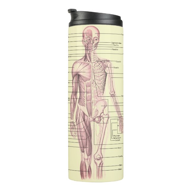 Bouteilles Isothermes Anatomie humaine Diagramme éducatif Médicale (Tourné sur la droite)