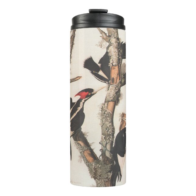 Bouteilles Isothermes Audubon Ivory-Billed (Devant)