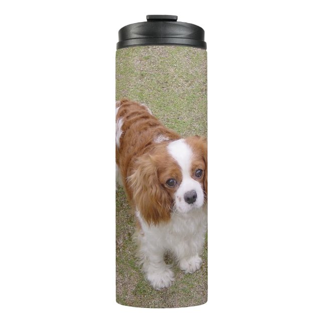 Bouteilles Isothermes Cavalier roi-charles-spaniel plein (Devant)