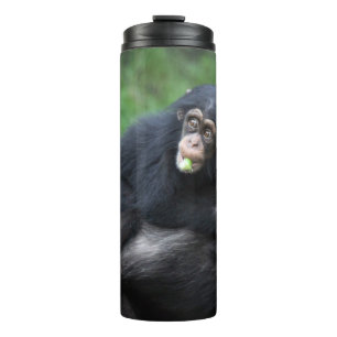 Bouteilles Isothermes Chimpanzé 032