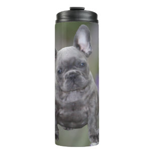 Bouteilles Isothermes Chiots Bouledogue Français French Bulldog