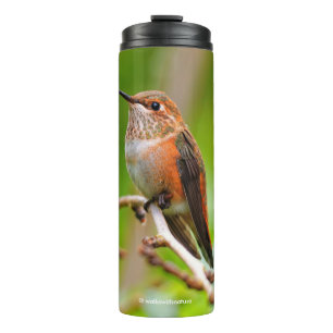 Bouteilles Isothermes Colibri roux femelle sur le prunier