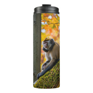 Bouteilles Isothermes Curiosité d'automne : singes au zoo en automne