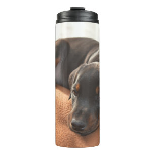 Bouteilles Isothermes doberman-pinscher-chiot
