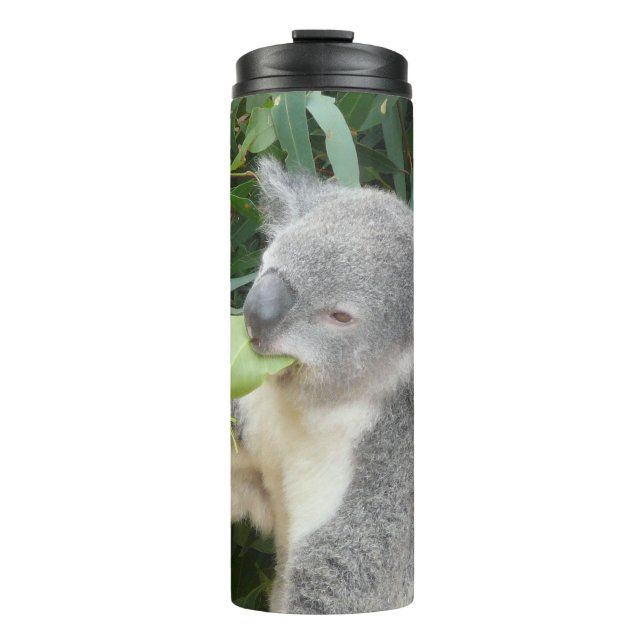 Bouteilles Isothermes Koala Manger Gum Leaf Botte de boisson (Devant)