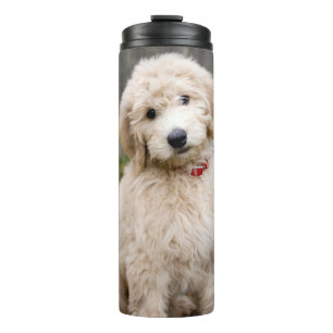 Bouteilles Isothermes Le Chiot De Goldendoodle S'Assis Dans L'Herbe