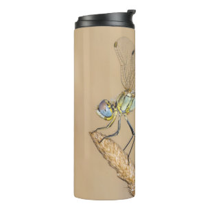 Bouteilles Isothermes Libellule Skimmer Insecte Femelle (CC BY 4.0)