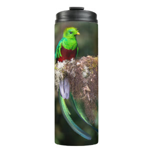 Bouteilles Isothermes Quetzal resplendissant dans la forêt nuageuse
