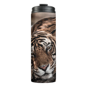 Bouteilles Isothermes ranthambore tigre mâle sauvage Image d'art
