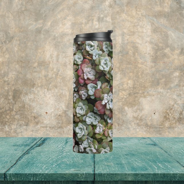 Bouteilles Isothermes Sedum Spathulifolium Succulents Floral (In Situ)