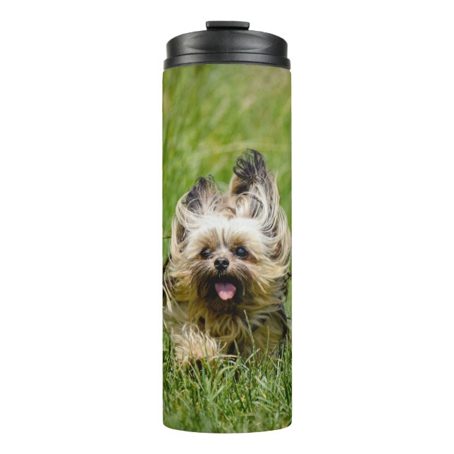 Bouteilles Isothermes Terrier Yorkshire mignon Traversant L'Herbe (Devant)