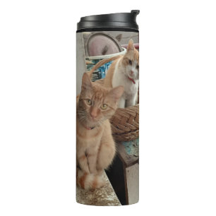 Bouteilles Isothermes tumeur thermique du chat ginger