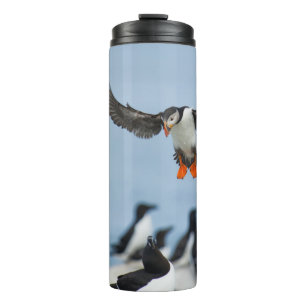 BOUTEILLES ISOTHERMES UN PUFFIN DE L'ATLANTIQUE ARRIVE SUR LE TERRAIN AV