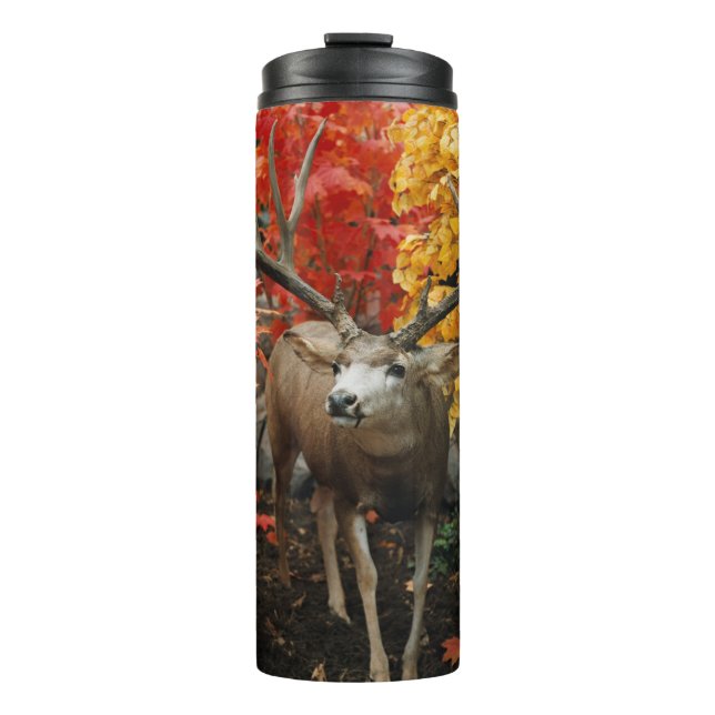 Bouteilles Isothermes Whitetail En Automne (Devant)