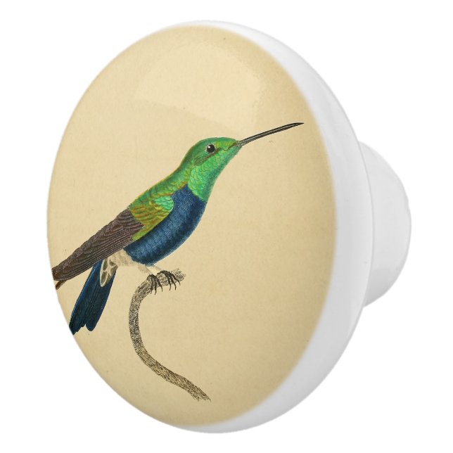 Bouton 1830 de tiroir de colibri de cru (Droite)