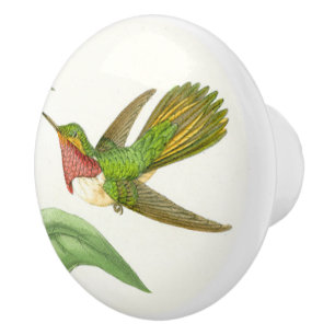Bouton animal de faune d'oiseau de colibri