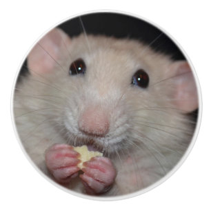 Bouton blanc de raboteuse de rat d'abruti