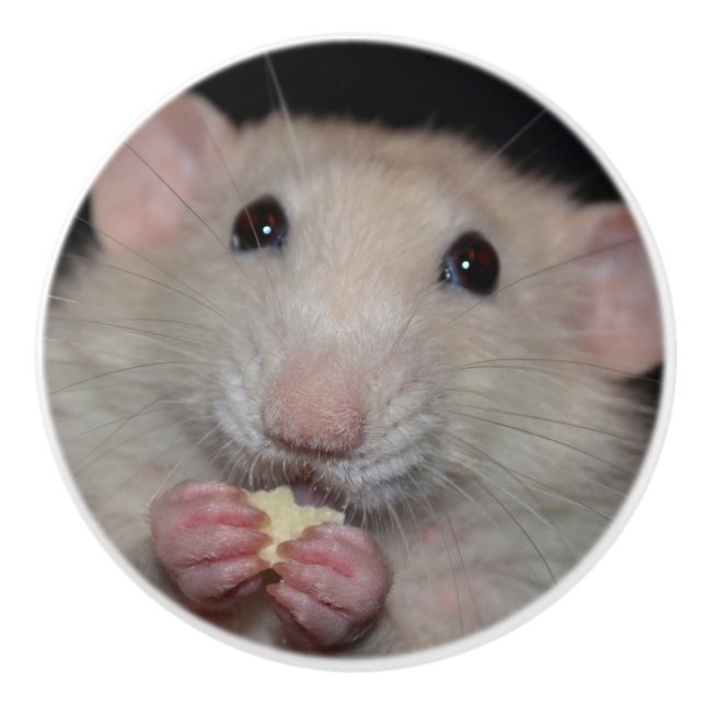 Bouton blanc de raboteuse de rat d'abruti (Devant)