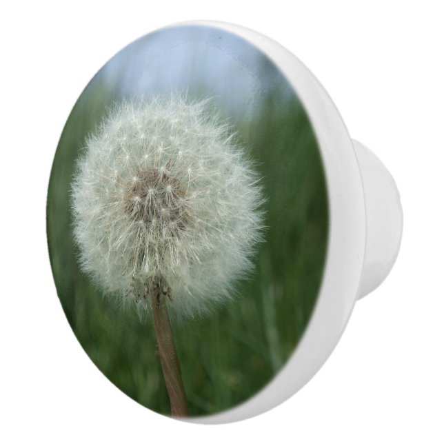 Bouton Dandelion Seedhead Dresser (Droite)