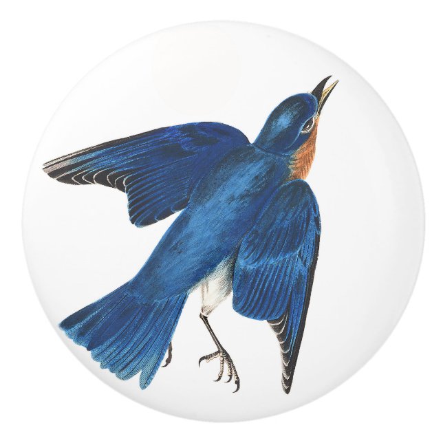Bouton d'animal de faune d'oiseau d'oiseau bleu (Devant)