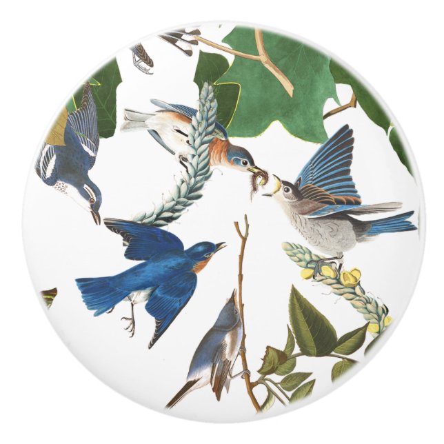Bouton d'animal de faune d'oiseaux d'oiseau bleu (Devant)