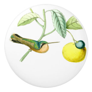 Bouton de fruit d'animaux de faune d'oiseau de
