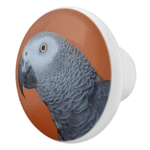 Bouton de perroquet gris orange africain
