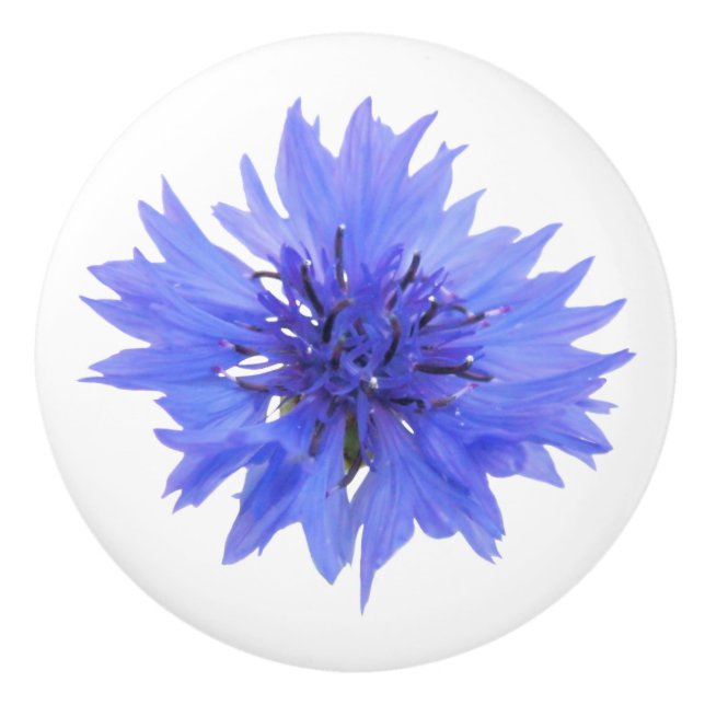 bouton de porte de cornflower bleu (Devant)