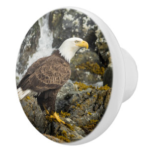 Bouton De Porte En Céramique Aigle à tête blanche