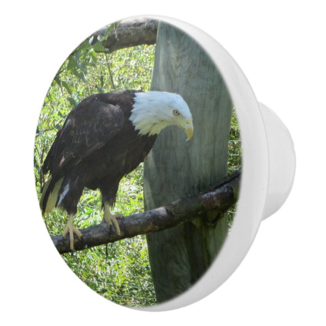 Bouton De Porte En Céramique Aigle de Bald (Droite)