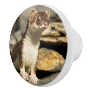 Bouton De Porte En Céramique Alerte Weasel