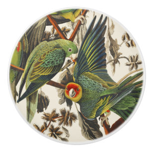 Bouton De Porte En Céramique Art vintage d'oiseau de Audubon Perruche de Caroli