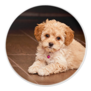 Bouton De Porte En Céramique Bébé maltais de caniche ou chien de chiot maltipoé
