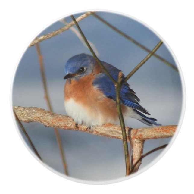 Bouton De Porte En Céramique Bluebird d'hiver  (Devant)