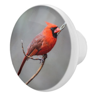 Bouton De Porte En Céramique Bouton en céramique cardinal