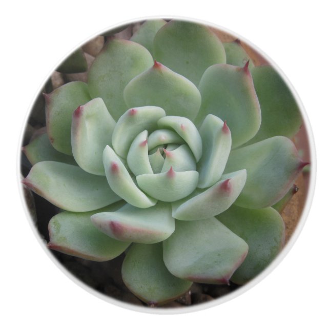 Bouton De Porte En Céramique Bouton en céramique Succulent (Devant)