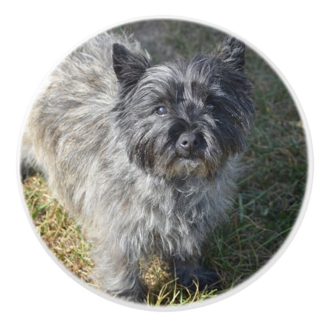 Bouton De Porte En Céramique Cairn Terrier noir (Devant)