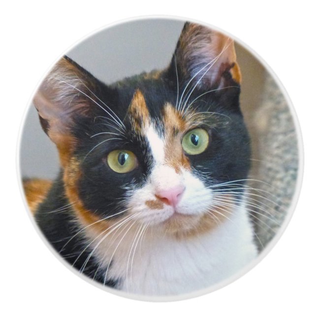 Bouton De Porte En Céramique Calico Cat (Devant)