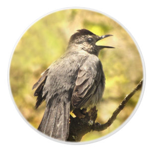 Bouton De Porte En Céramique Chanter Gray Catbird Ceramic Knob