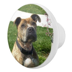 Bouton De Porte En Céramique Chien de Pitbull